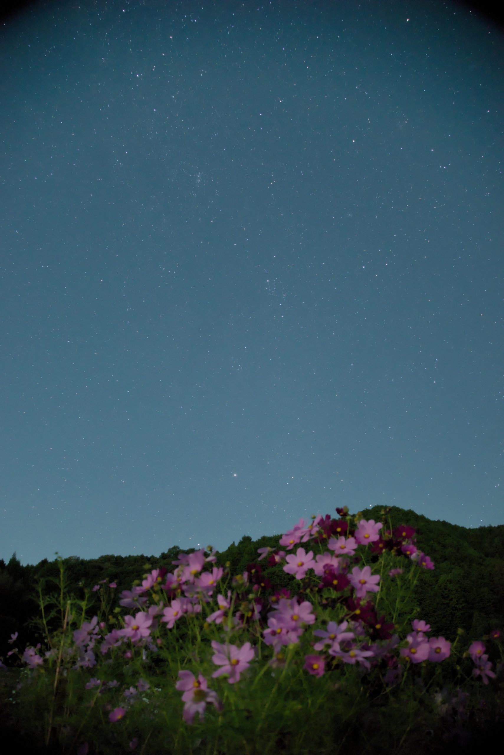 阪原町のコスモスと秋の星座たち
