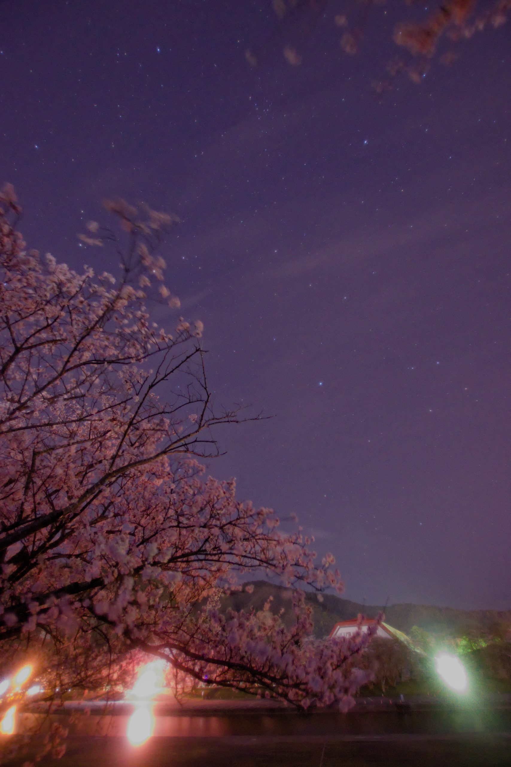 五十鈴川岸の桜と春のダイヤモンドとからす座