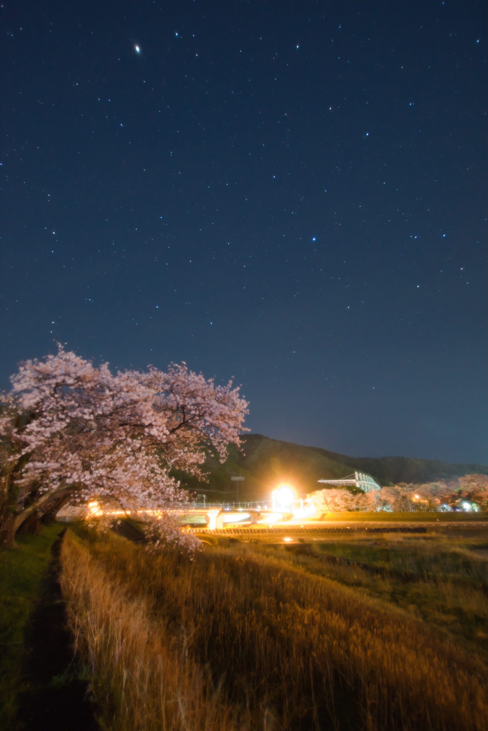 五十鈴川岸の桜と春の夫婦星（アルクトゥルスとスピカ）