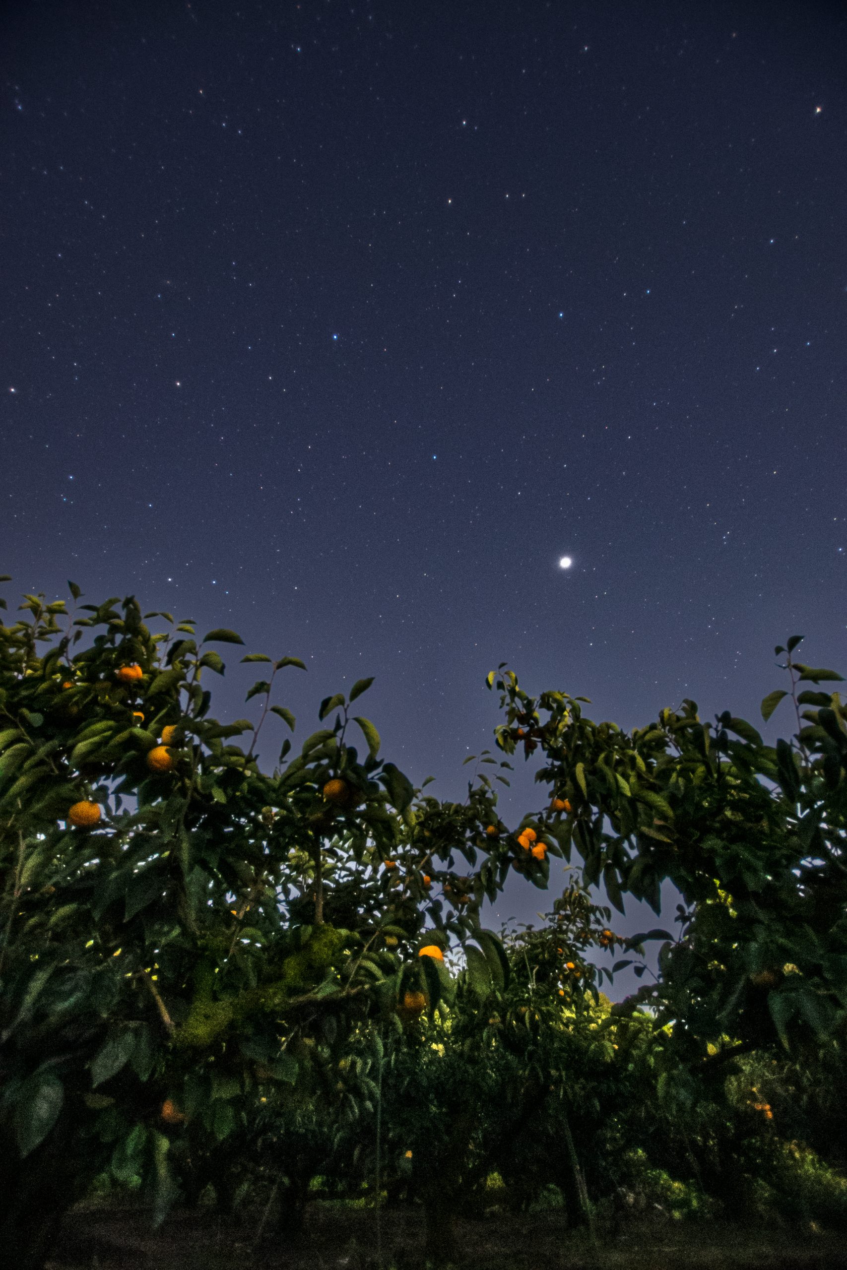 柿畑から望むペガスス座と木星