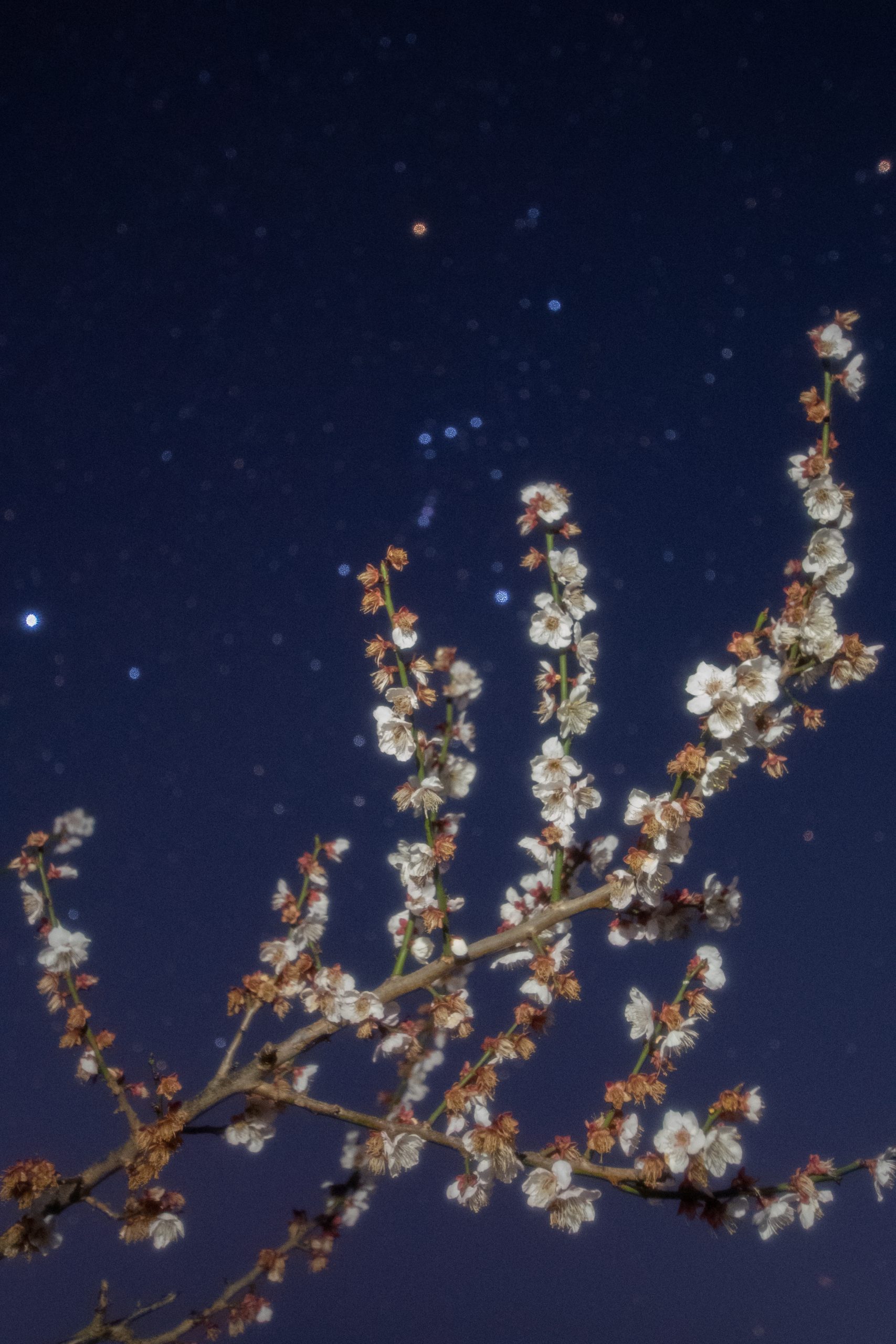 冬の星座を背景に、南部梅林の満開の梅を楽しむ