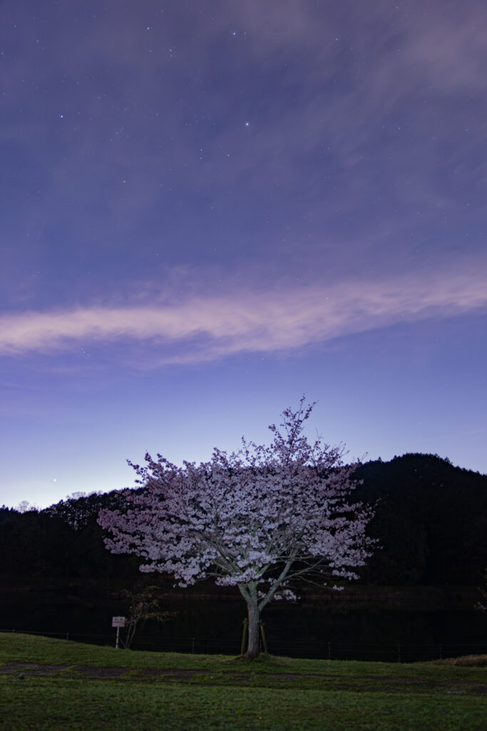 桜の頭上に輝くぎょしゃ座のカペラ